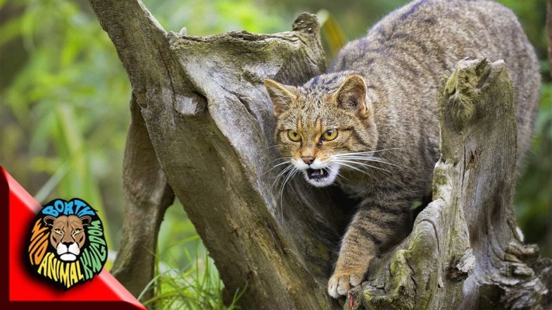 День диких кошек 16 октября