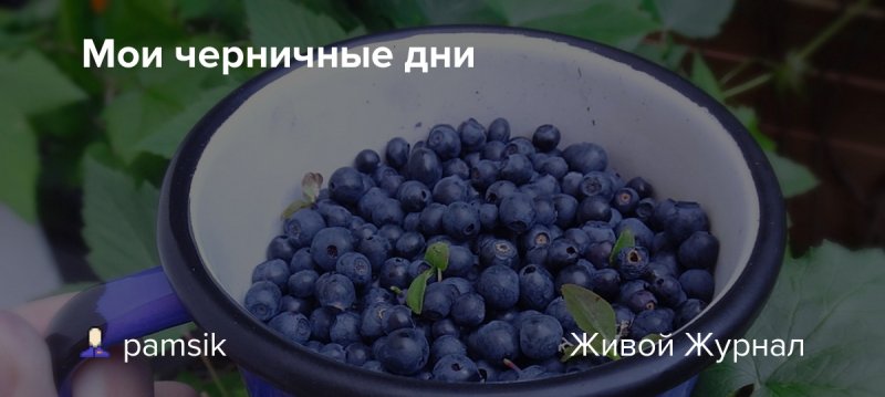 День черничного пирога 28 апреля